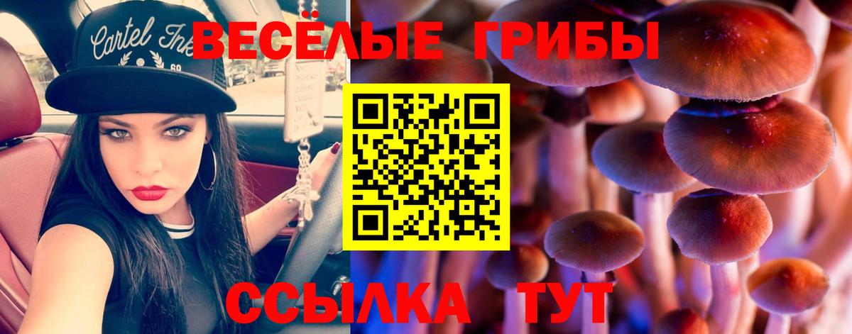 Галлюциногенные грибы Psilocybe Чапаевск